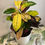 Thumbnail: Codiaeum Variegatum (Croton Monalisa)