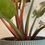 Thumbnail: Philodendron Imperial (Filodendro Imperial)