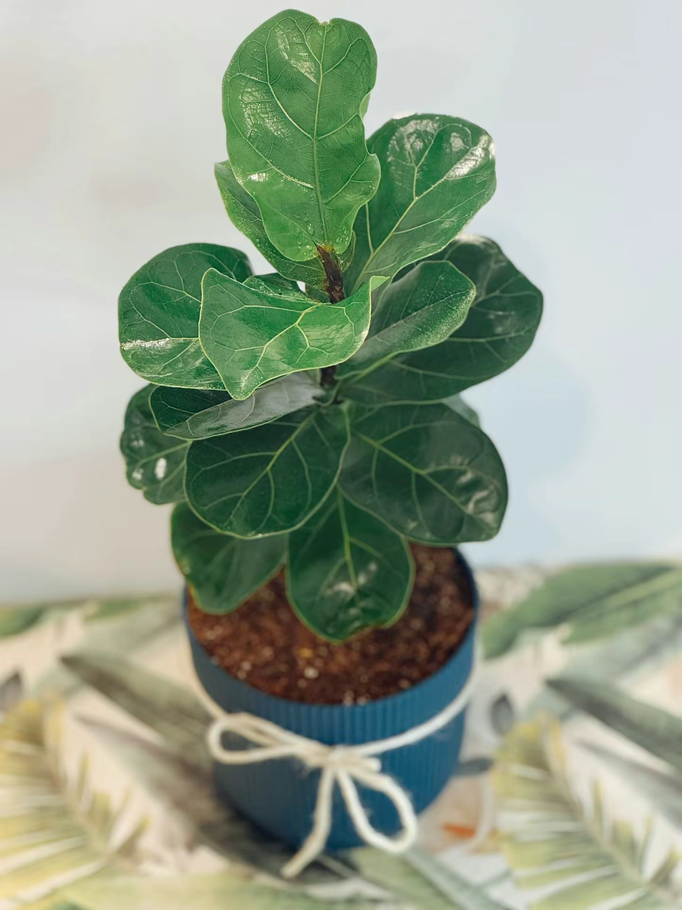 Miniatura: Ficus Lyrata (Pandurata)