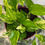 Thumbnail: Epipremnum Aureum (Potus)