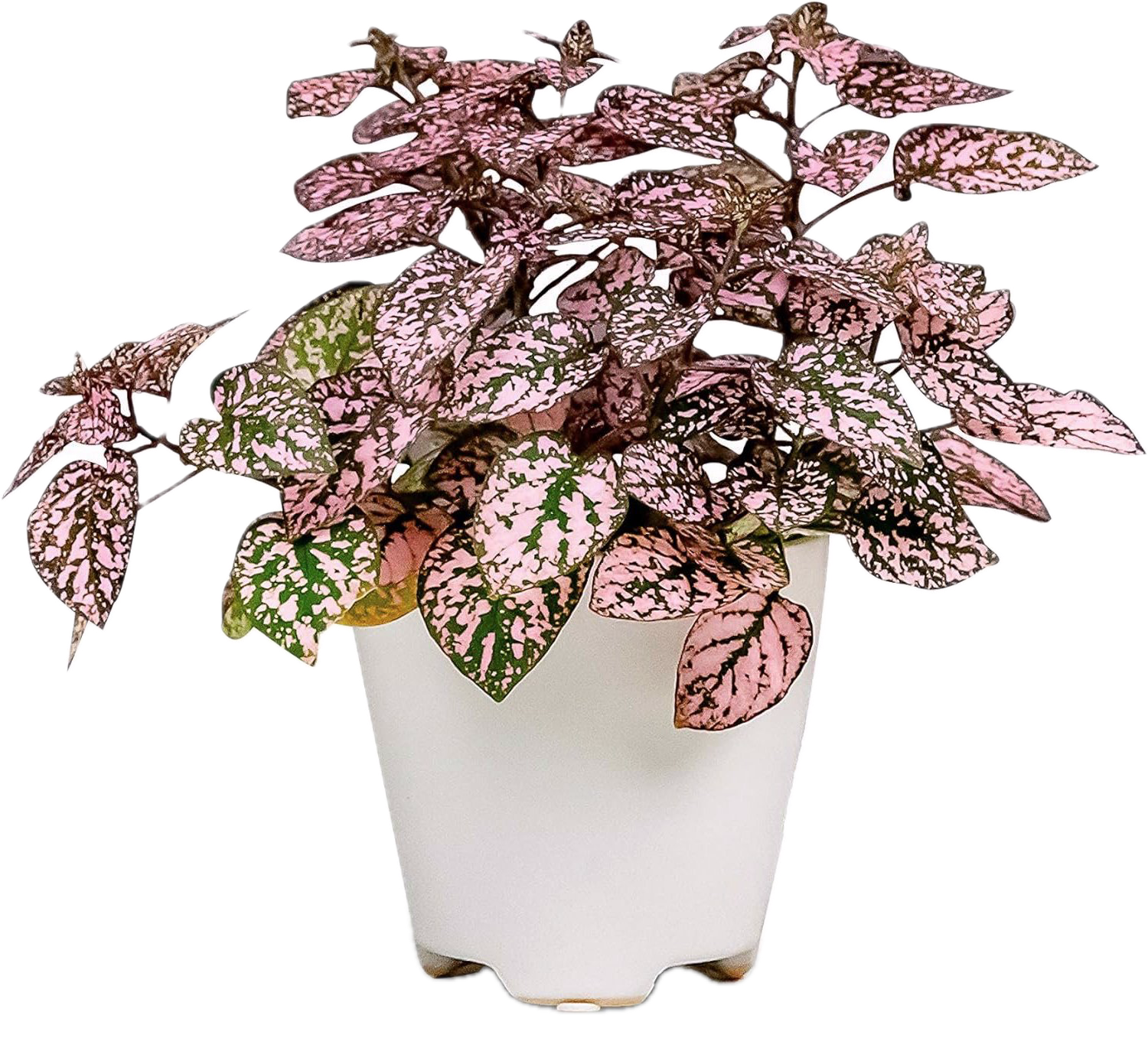 Hypoestes phyllostachya (Planta del Puntito / Polka Dot Plant)