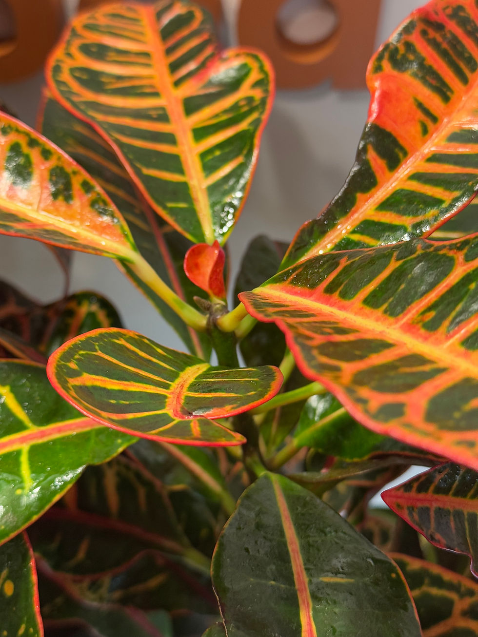 Miniatura: Codiaeum Variegatum ‘Petra’ (Croton Petra)