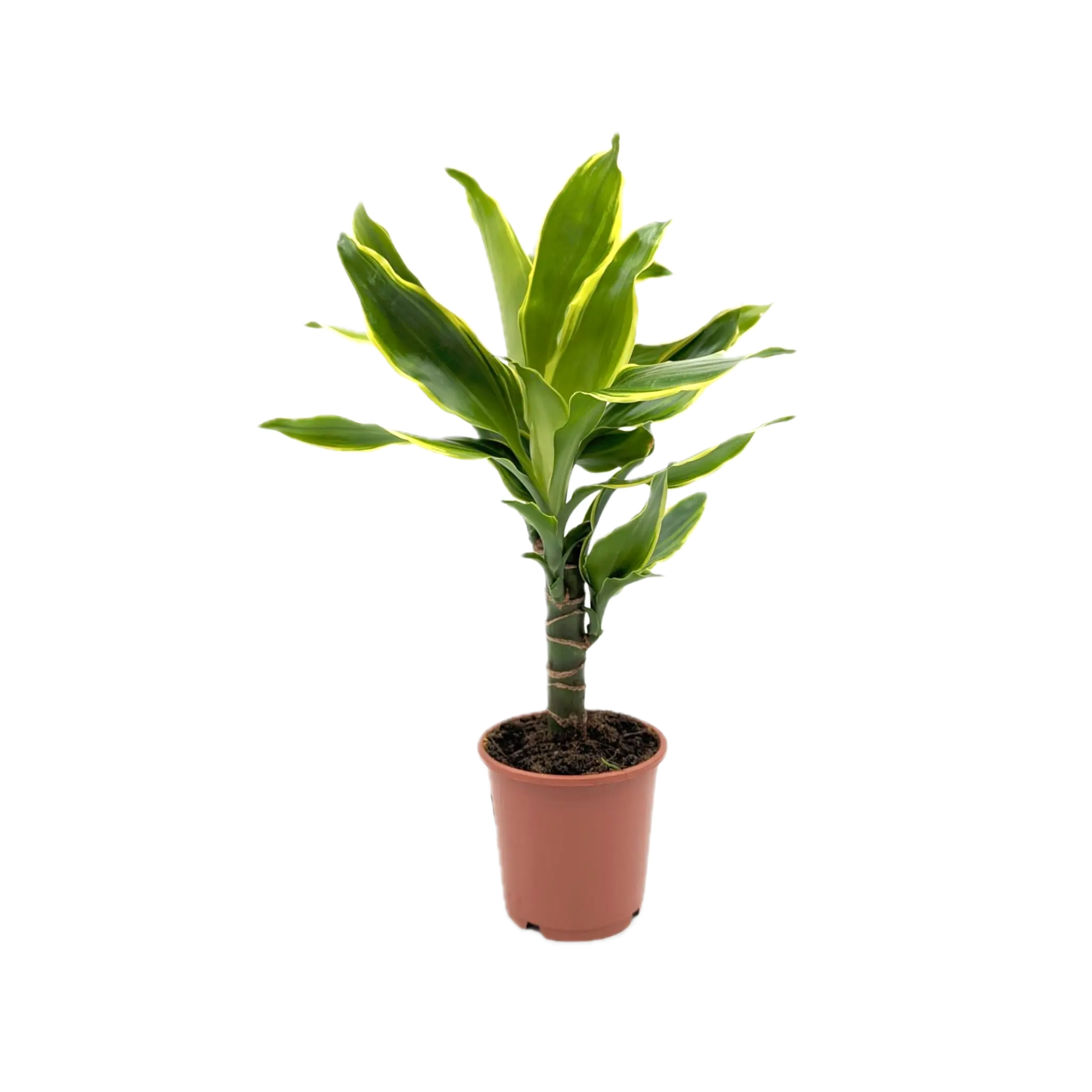 Dracaena Fragrans (Palo de Agua)