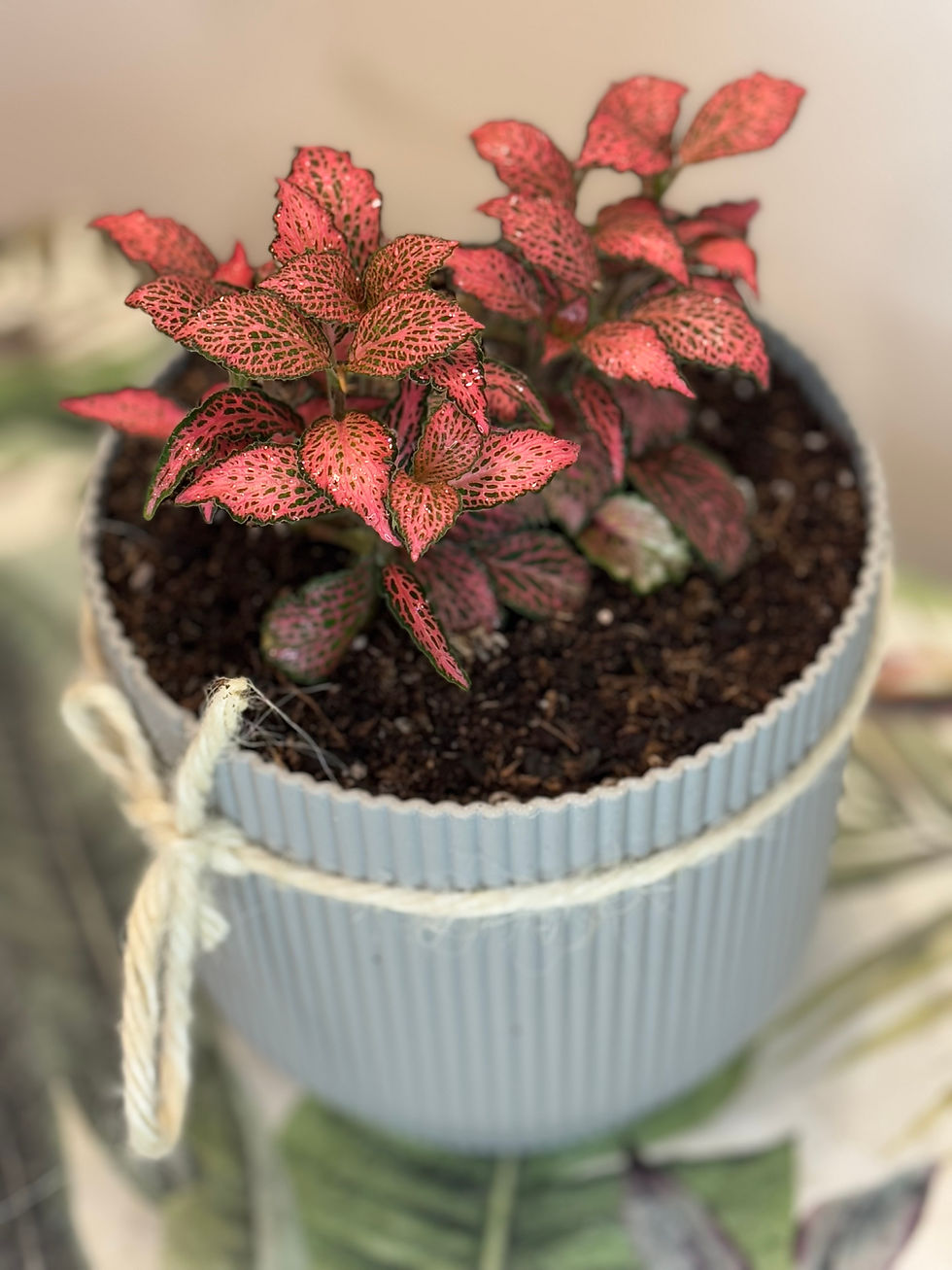 Miniatura: Fittonia  (Planta Mosaico)