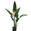 Thumbnail: Strelitzia Reginae (Strelitzia naranja)