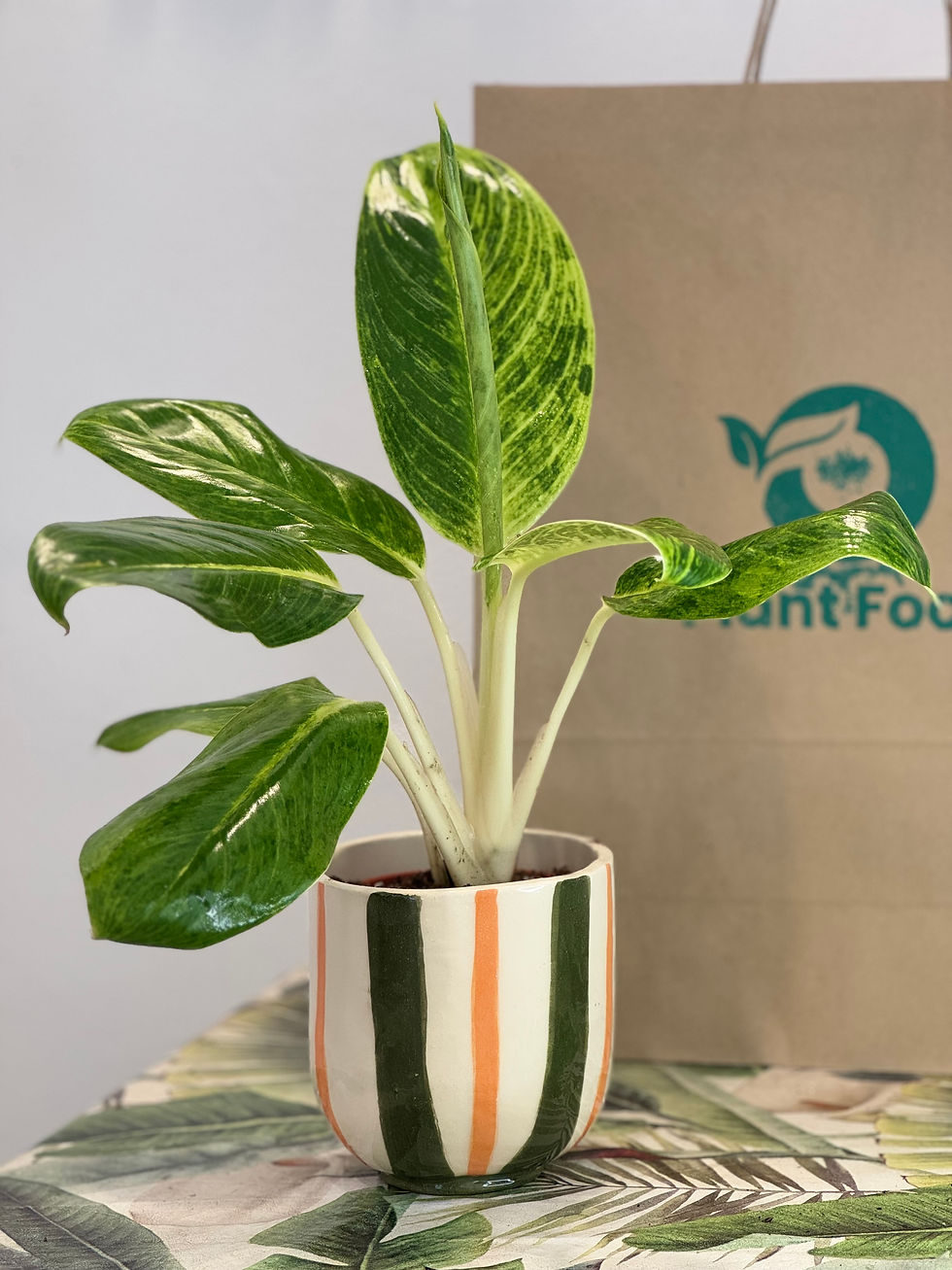 Miniatura: Aglaonema ‘King of Siam’ (Planta De La Suerte)
