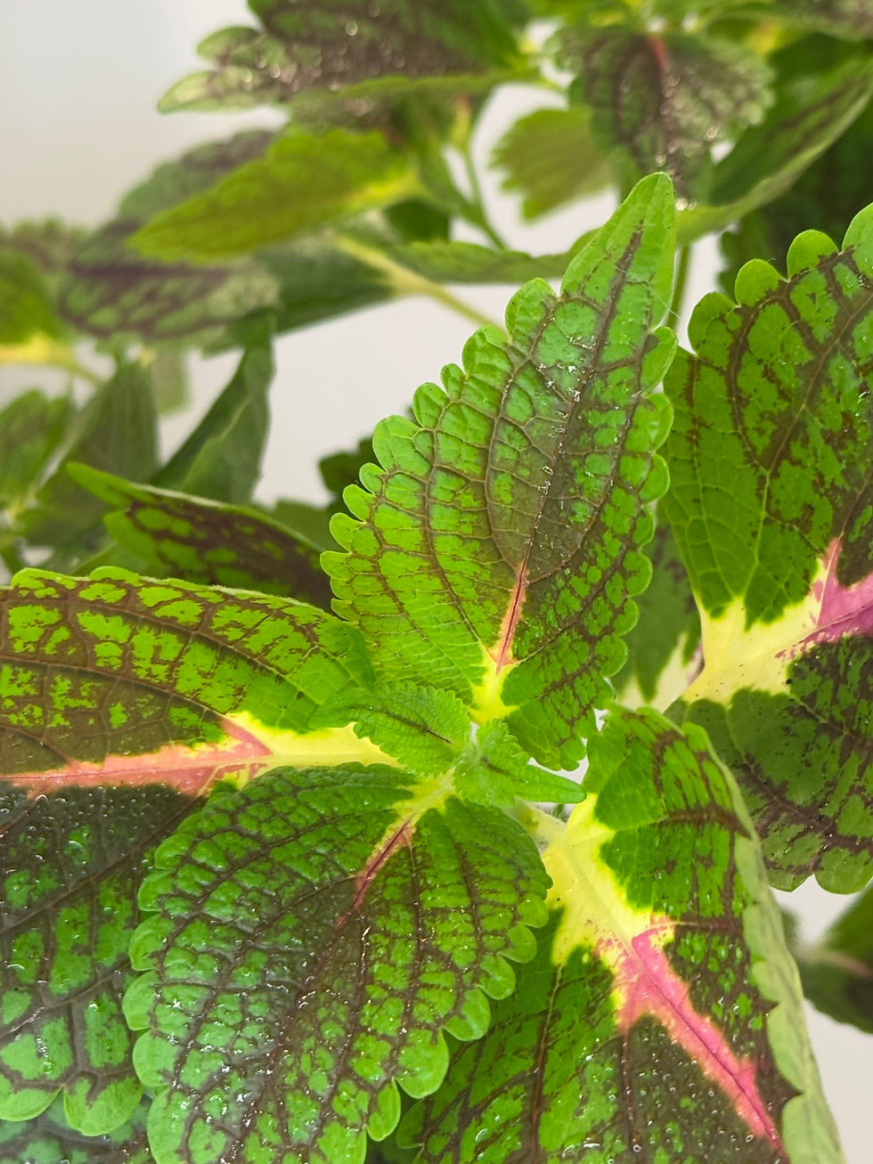Miniatura: Begonia Rex (Begonia Rey)