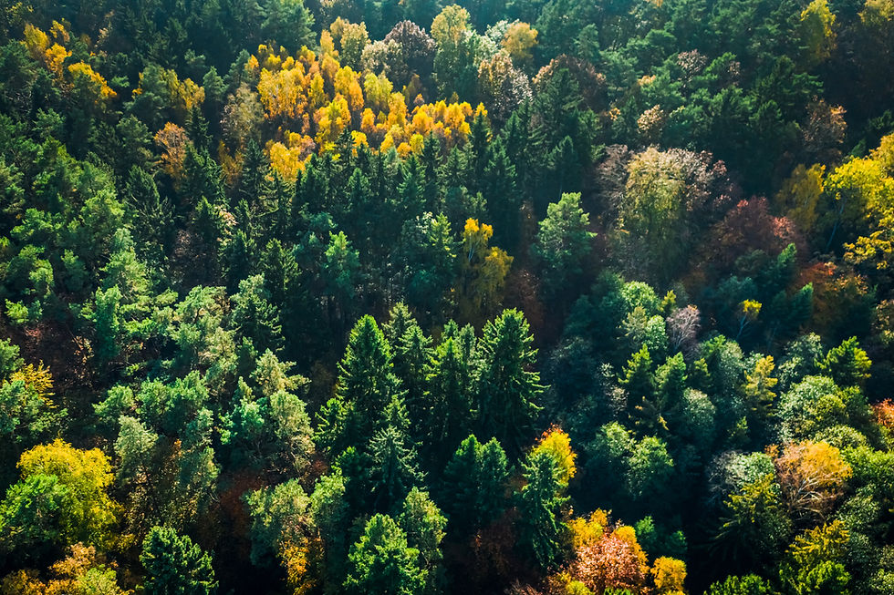green-and-yellow-autumn-forest-view-from-above-2025-03-24-08-01-35-utc.jpg