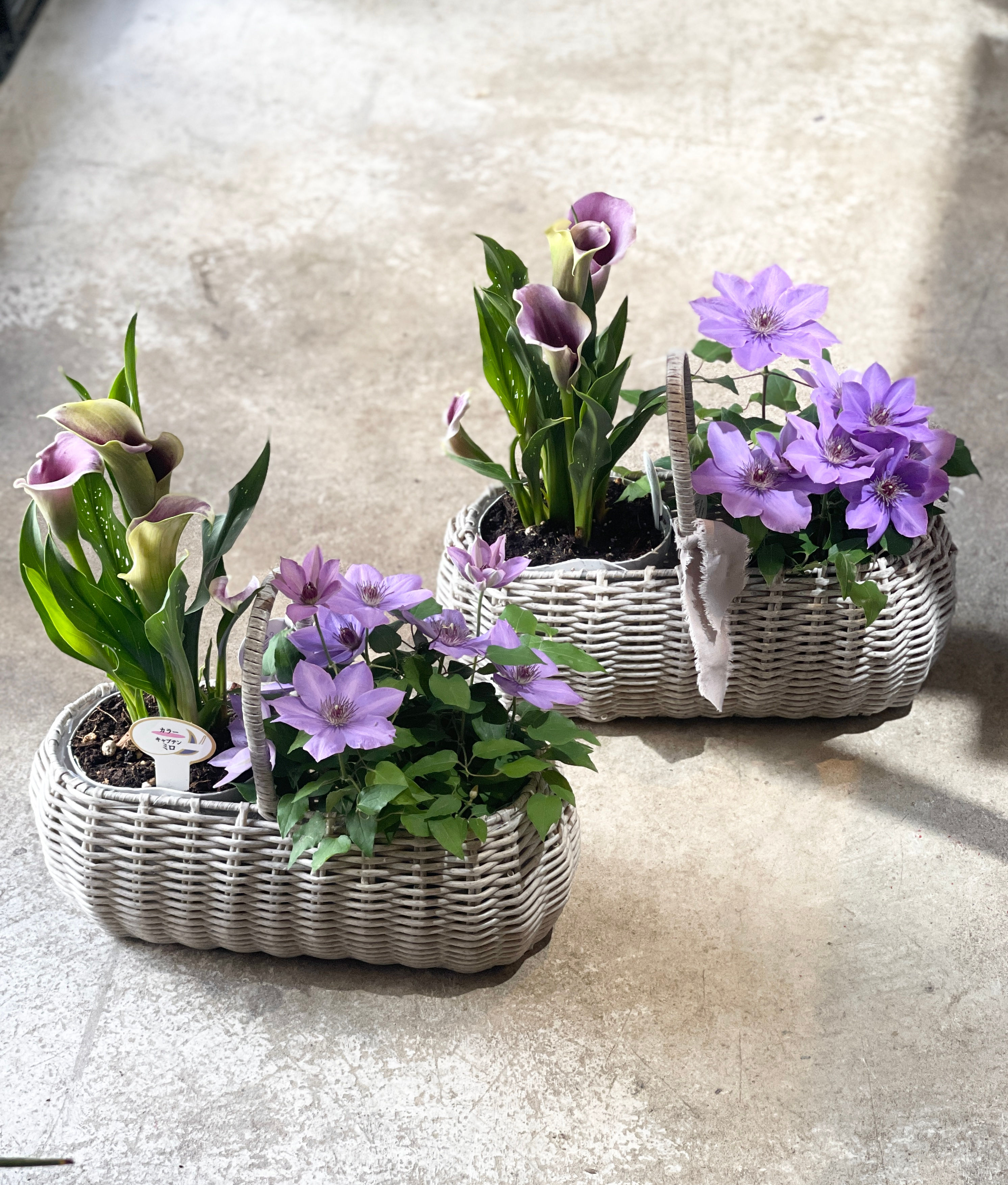 母の日　バスケット付き寄せ鉢（カラー＋クレマチス）