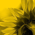 close-up photography of yellow sunflower