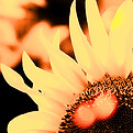 Sunflowers_edited_edited_edited.jpg