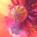 Flower from the bee's perspective