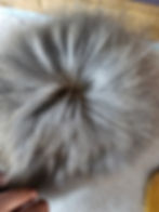 Thumbnail: Satin Angora Jr Buck Litter A