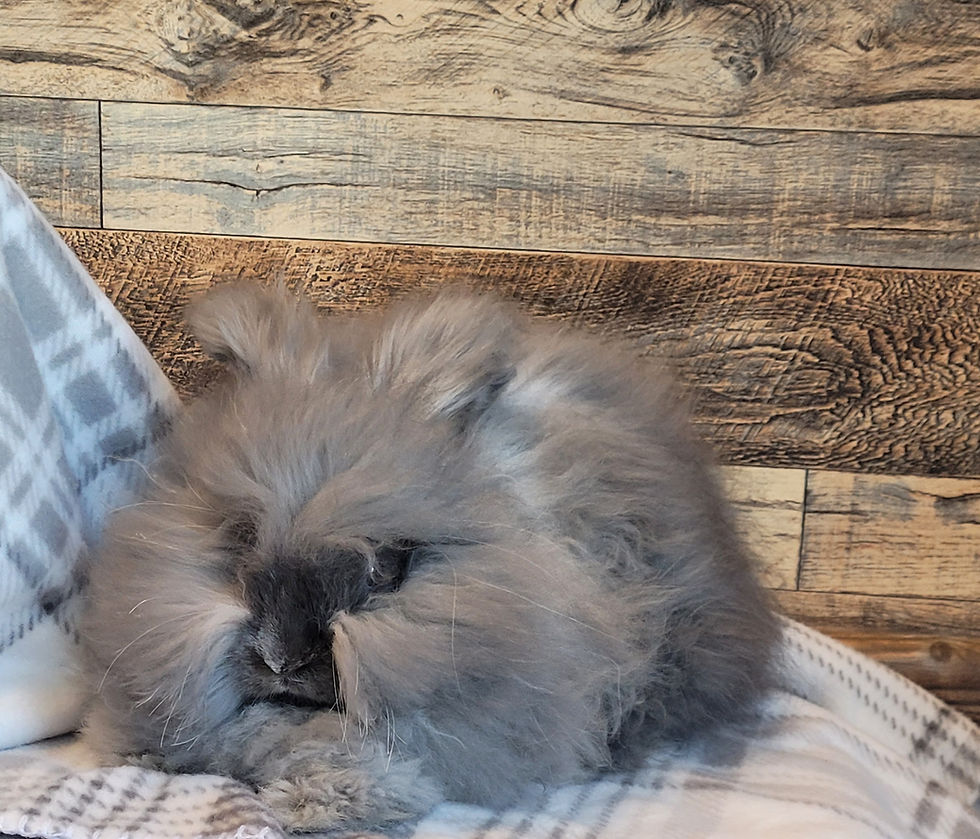 Thumbnail: Raw English Angora Fiber