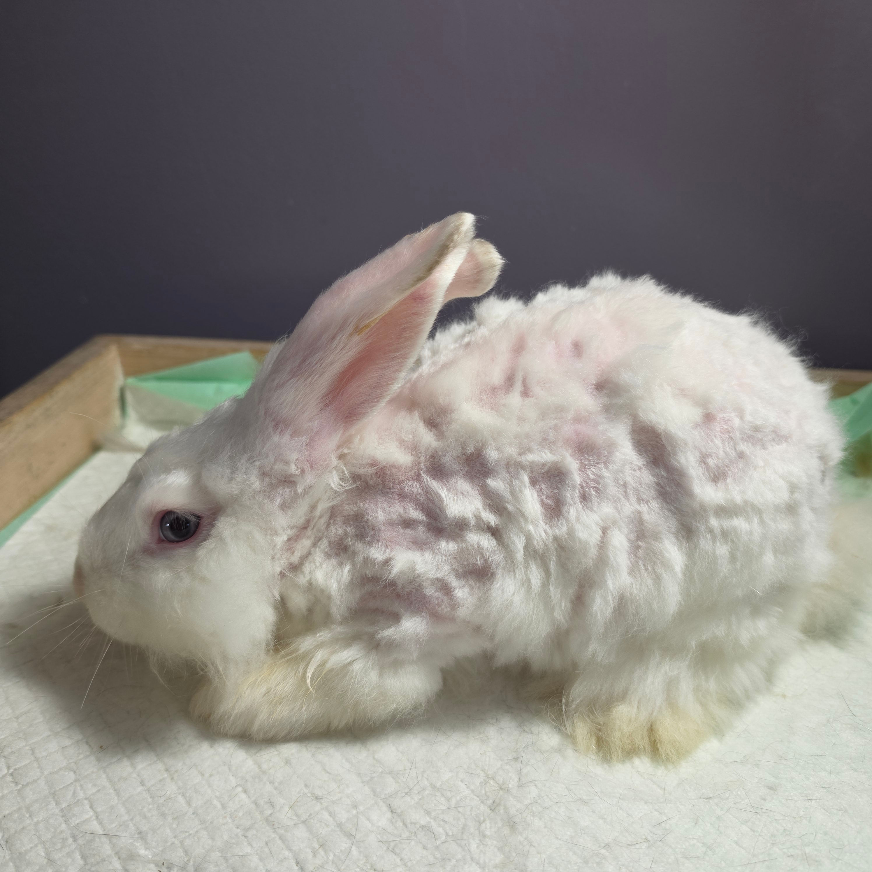 Satin Angora Jr Buck Ermine