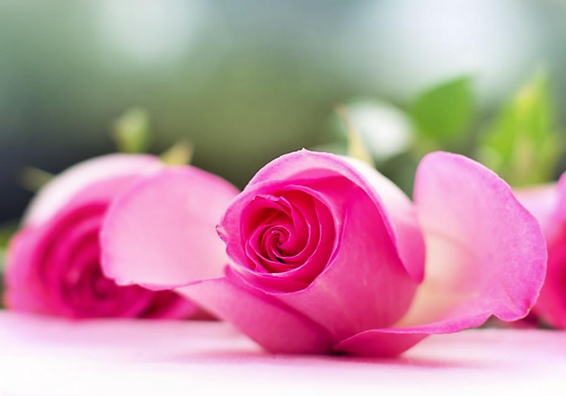 Pink Rose budding.PNG