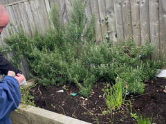 Garden Update