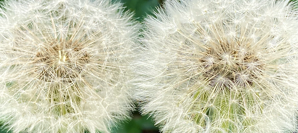 IMG_3329.png