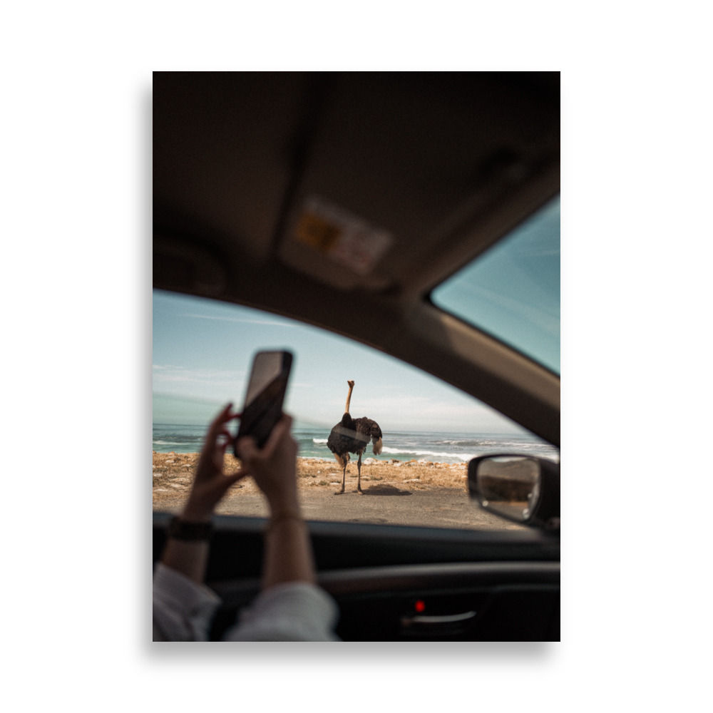 Ostrich at Good Hope