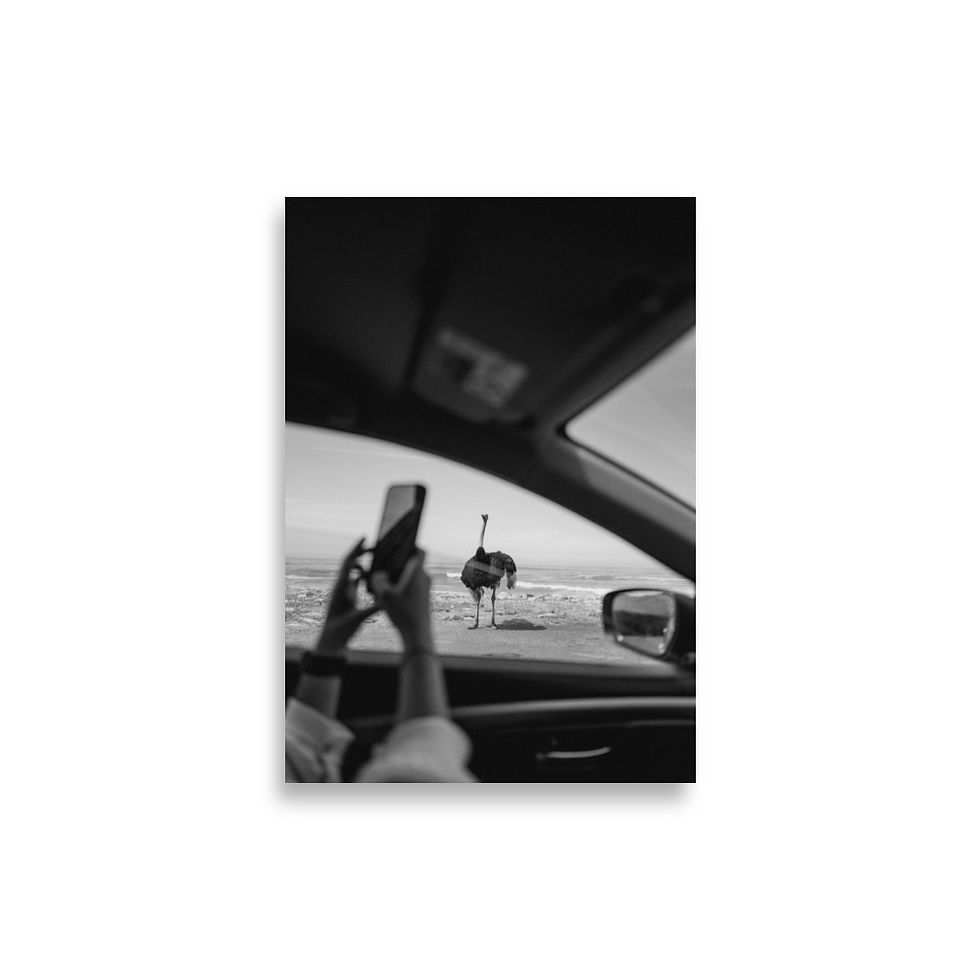 Miniaturbild: Ostrich at Good Hope - B&W