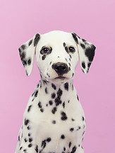 Dalmatian groom