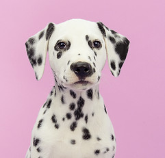 Dog's Portrait