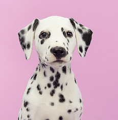 Dog's Portrait