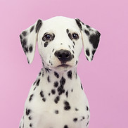 Portrait de chien    