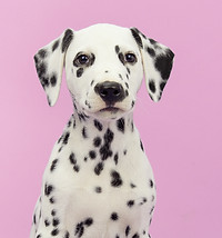Dog's Portrait