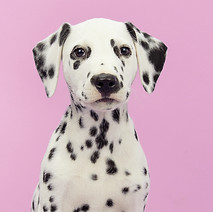 Dog's Portrait