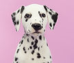 Portrait de chien