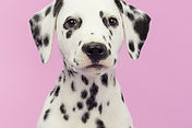 Dog's Portrait