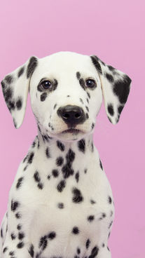 Dog's Portrait    
