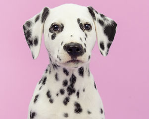 Dog's Portrait