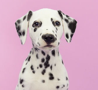 Dog's Portrait