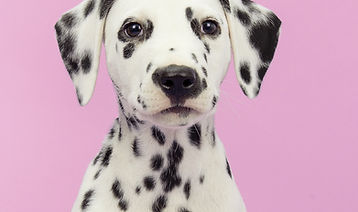 Dog's Portrait    