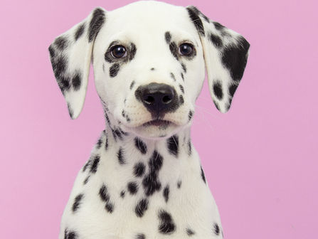 La mode des alèses pour les chiens