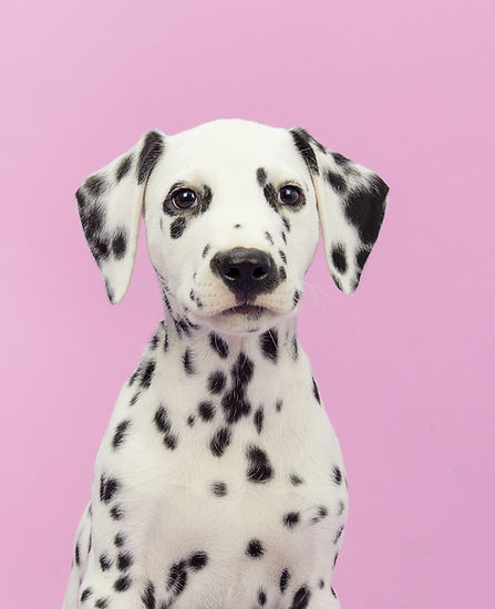 Retrato del perro