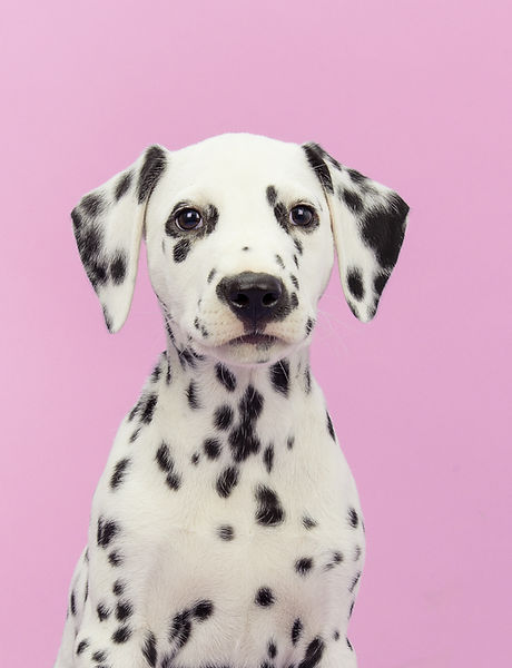 Dog's Portrait    