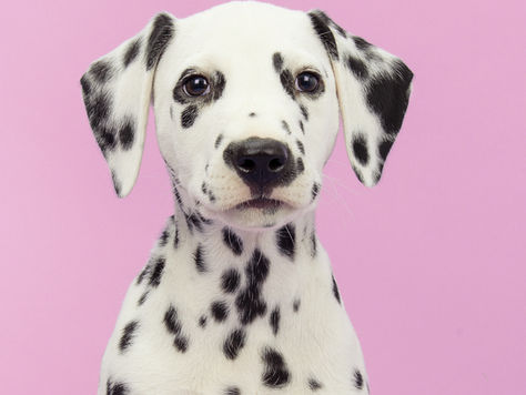 Happy International Dog Biscuit Day! 🐶