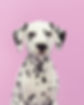Dog's Portrait