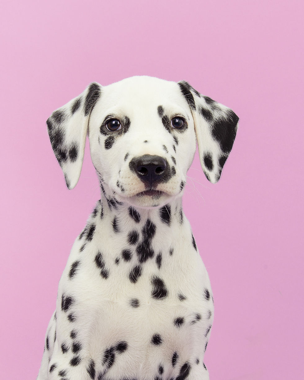 Dalmatian Puppy Portrait