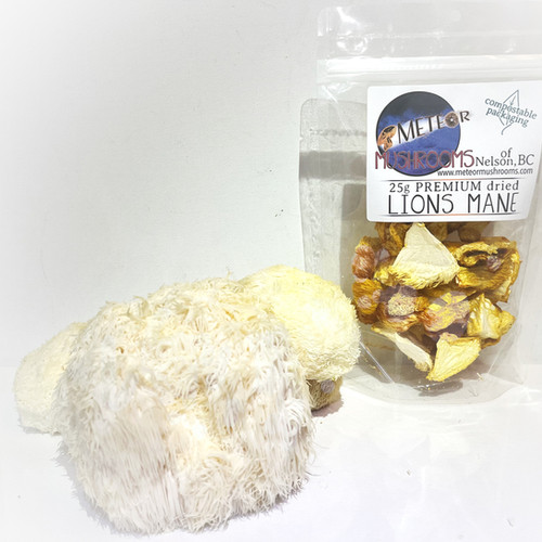 Lions Mane Mushrooms (25g dried) | METEOR MUSHROOMS