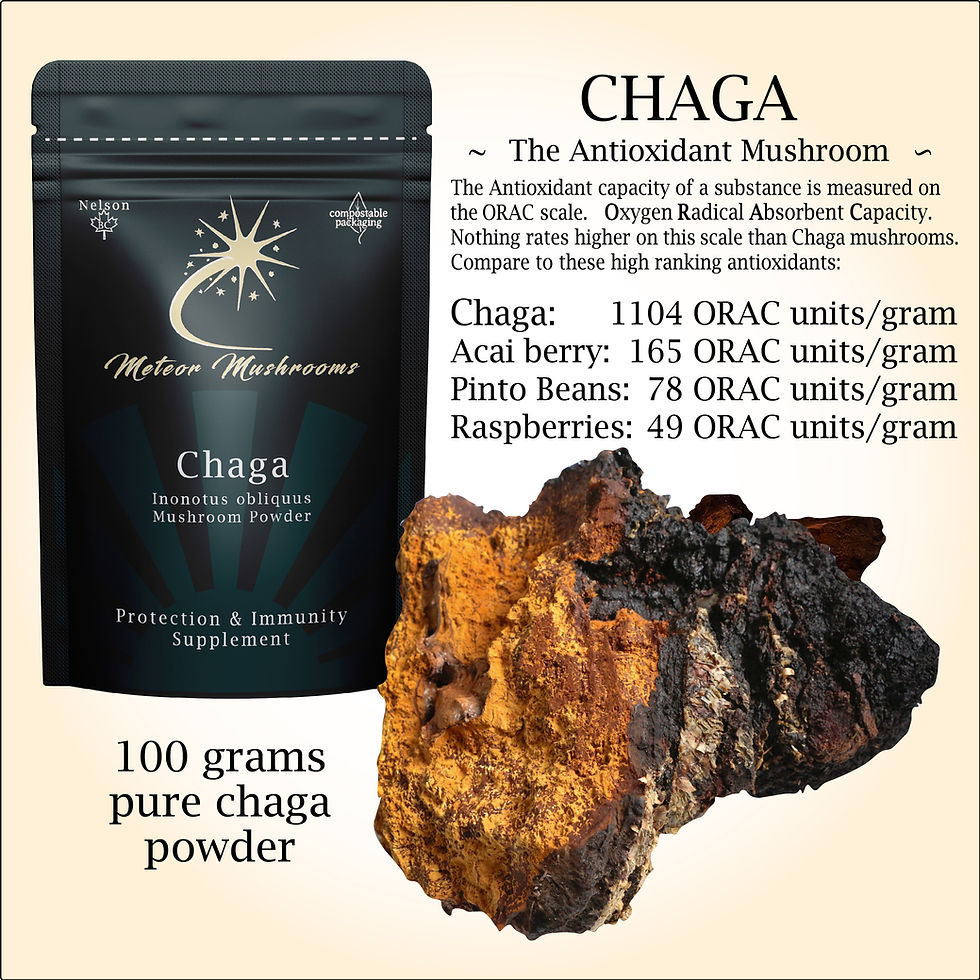 Thumbnail: Wholesale Chaga Mushroom Powder