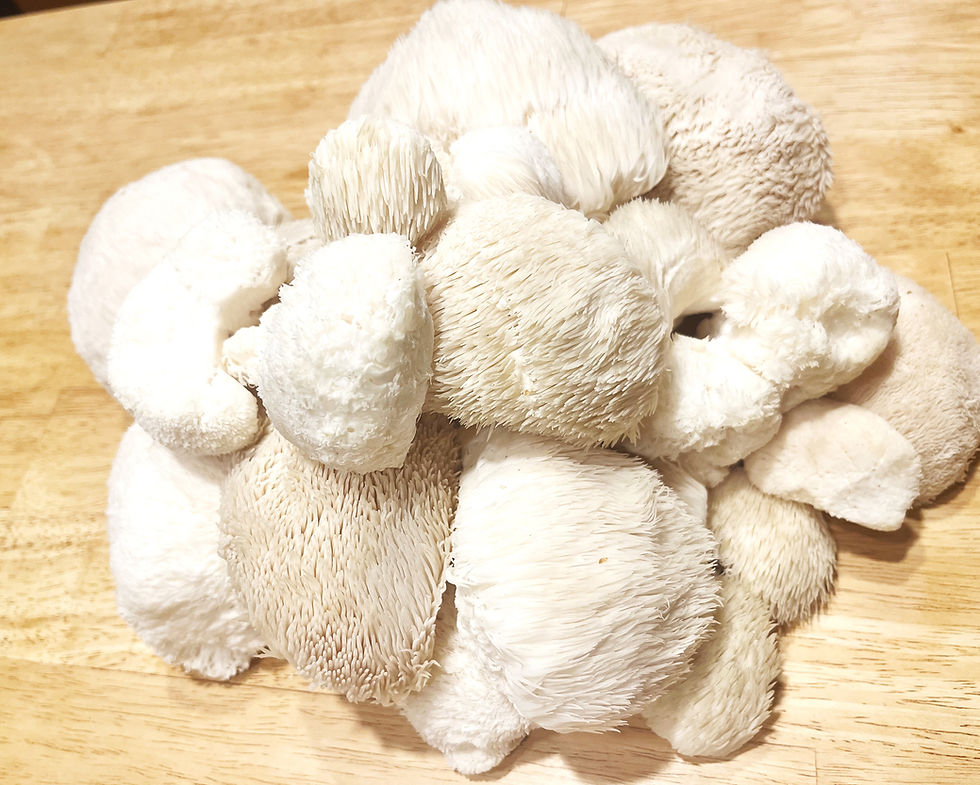 Thumbnail: Wholesale Lions Mane Powder