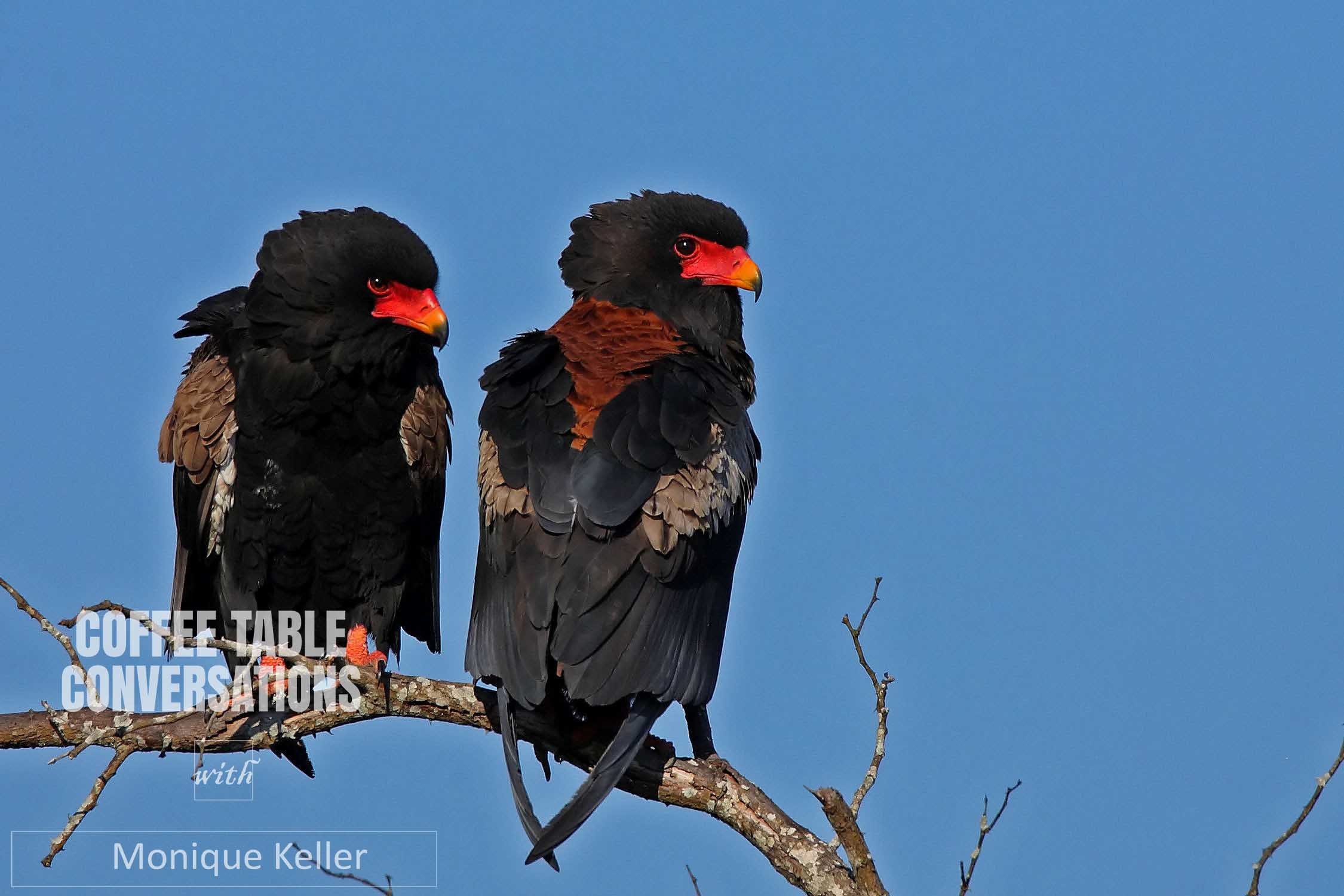 Bateleur Kruger August 2007 Rare