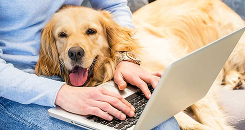 perro compu.jpg