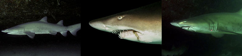 Shark with hook over time.JPG
