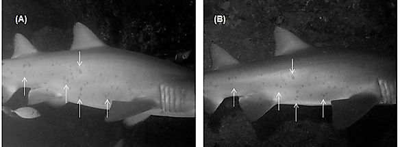 Shark ID.JPG