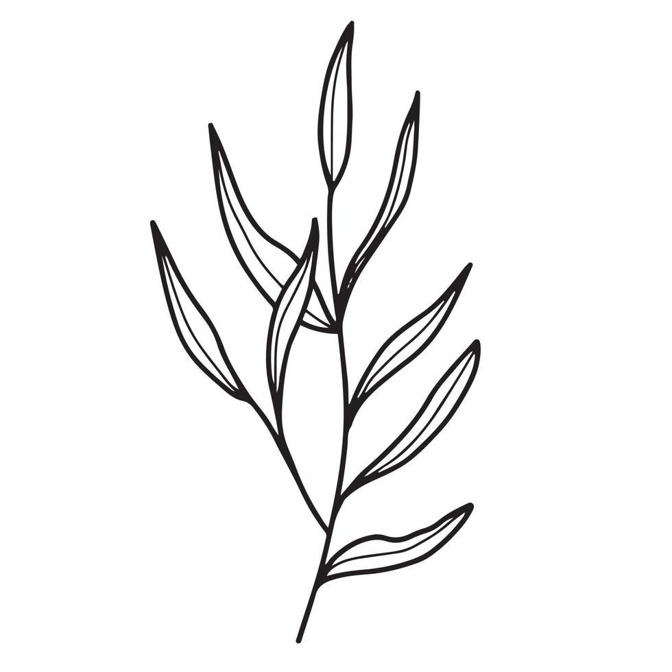 outlined-foliage-plant-free-vector.jpg
